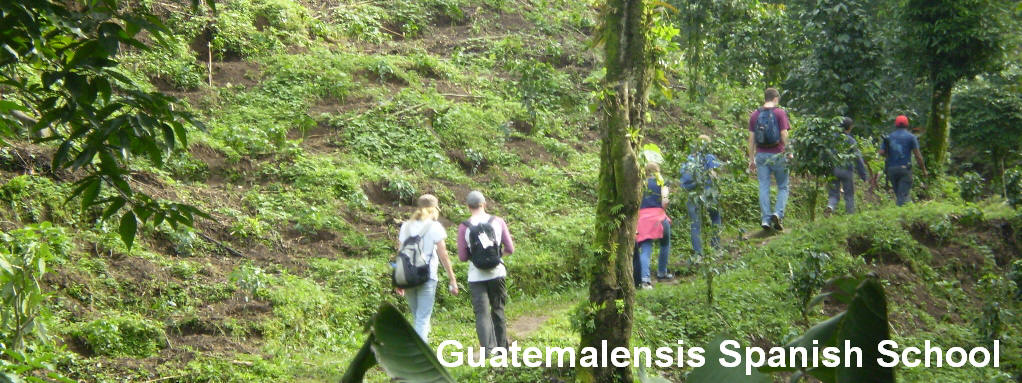 Hiking in a coffee plantation in the western highland of Guatemala, learning about the nature and history of the coffee with the Guatemalensis Spanish School program.